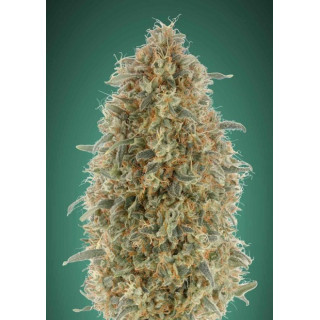 Feminized collection 6 advanced seeds