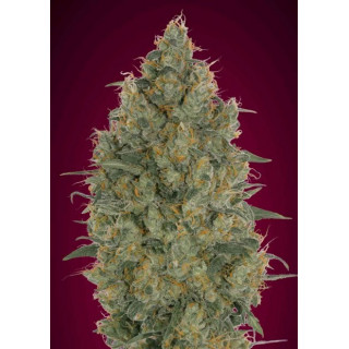 Feminized collection 6 advanced seeds