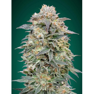 Shark widow cbd advanced seeds féminisée