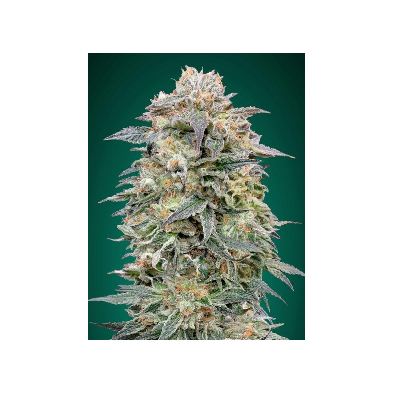 Shark widow cbd advanced seeds féminisée