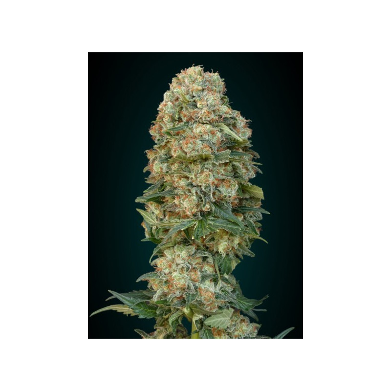 Feminized collection 1 advanced seeds