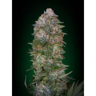 Feminized collection 1 advanced seeds