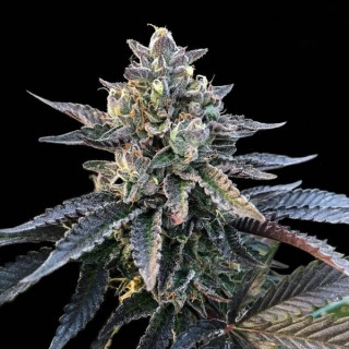 Gelato sorbet dna genetics féminisée