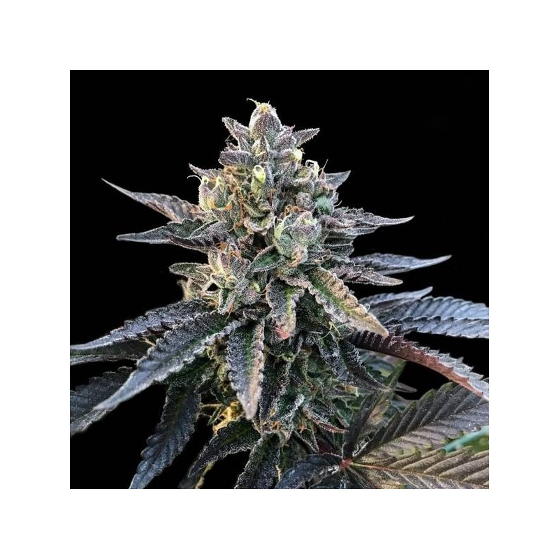 Gelato sorbet dna genetics féminisée