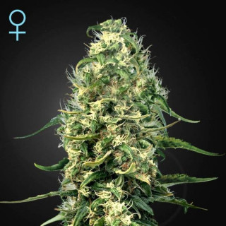 Super silver haze cbd greenhouse seeds féminisée