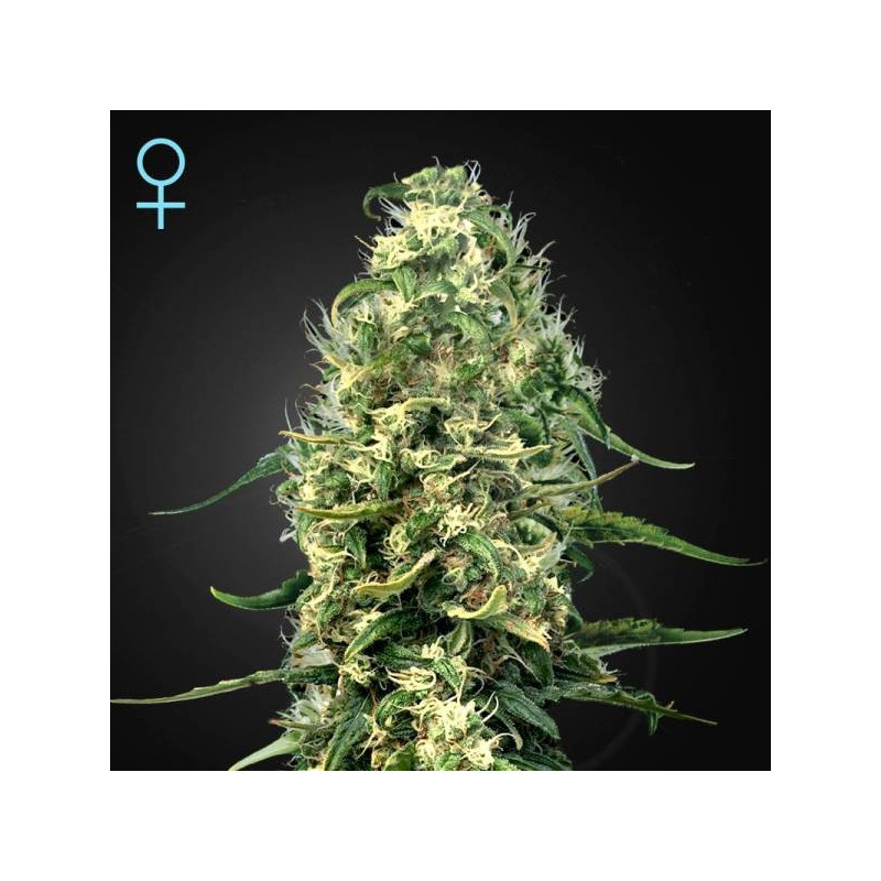 Super silver haze cbd greenhouse seeds féminisée