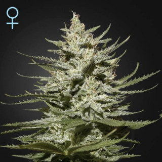 The church cbd greenhouse seeds féminisée