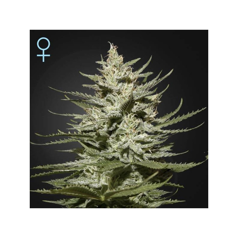 The church cbd greenhouse seeds féminisée