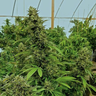 Chemdawg régulières humboldt seeds