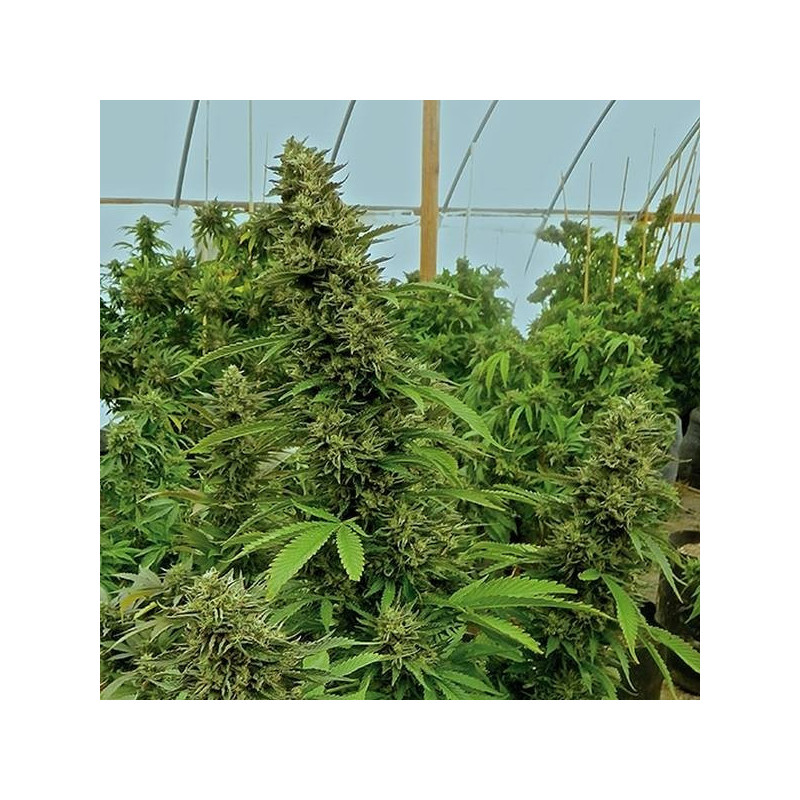 Chemdawg régulières humboldt seeds Chemdawg régulières humboldt seeds