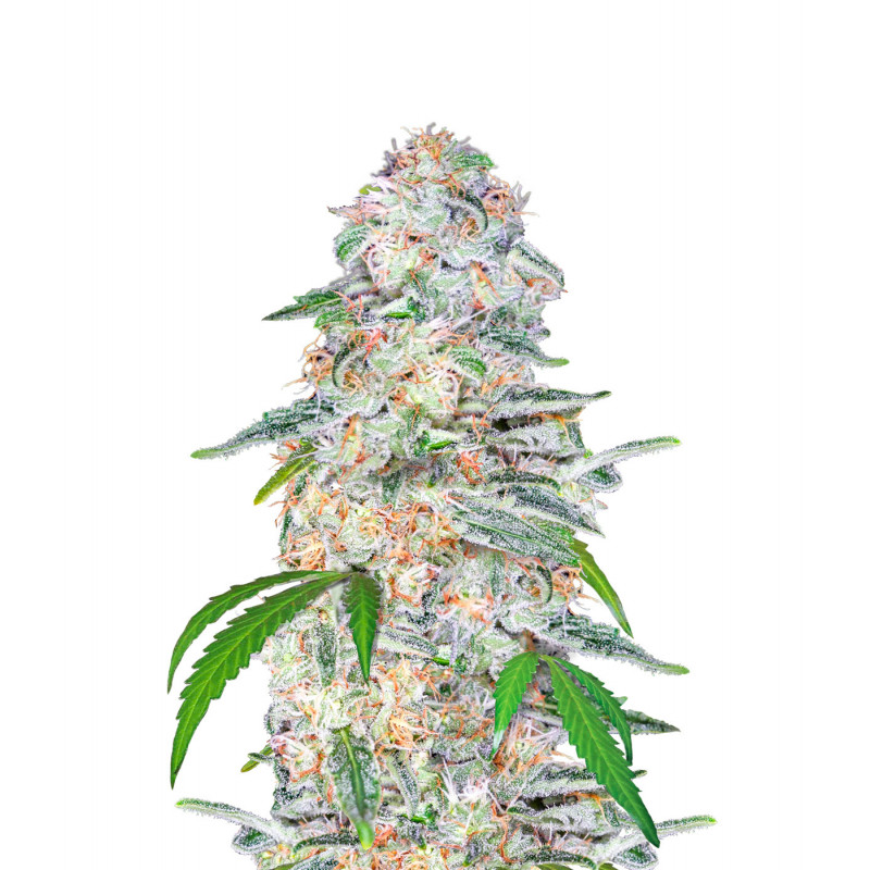 Blue Dream'Matic - Autofloraison - FastBuds Blue Dream'Matic - Autofloraison - FastBuds