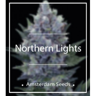 Northern lights amsterdam seeds