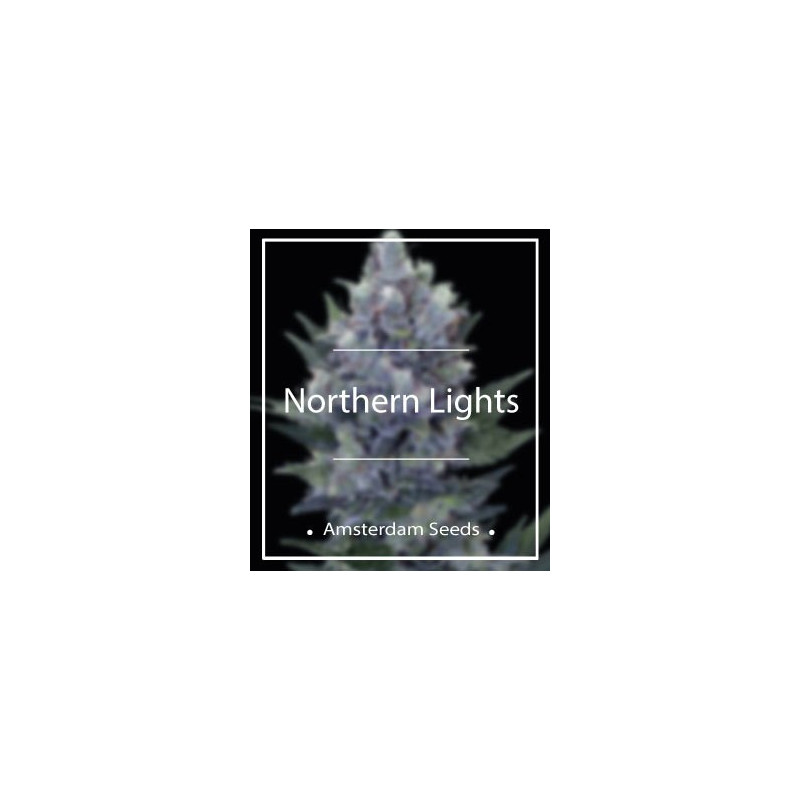 Northern lights amsterdam seeds 70,00 € Northern lights amsterdam seeds 70,00 €