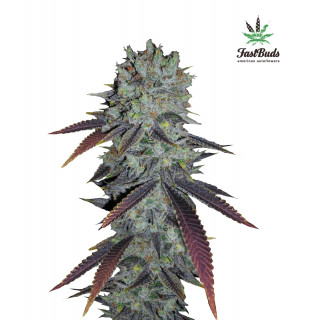 FastBerry Auto - FastBuds