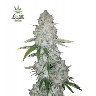 Gorilla Glue - Autofloraison - FastBuds