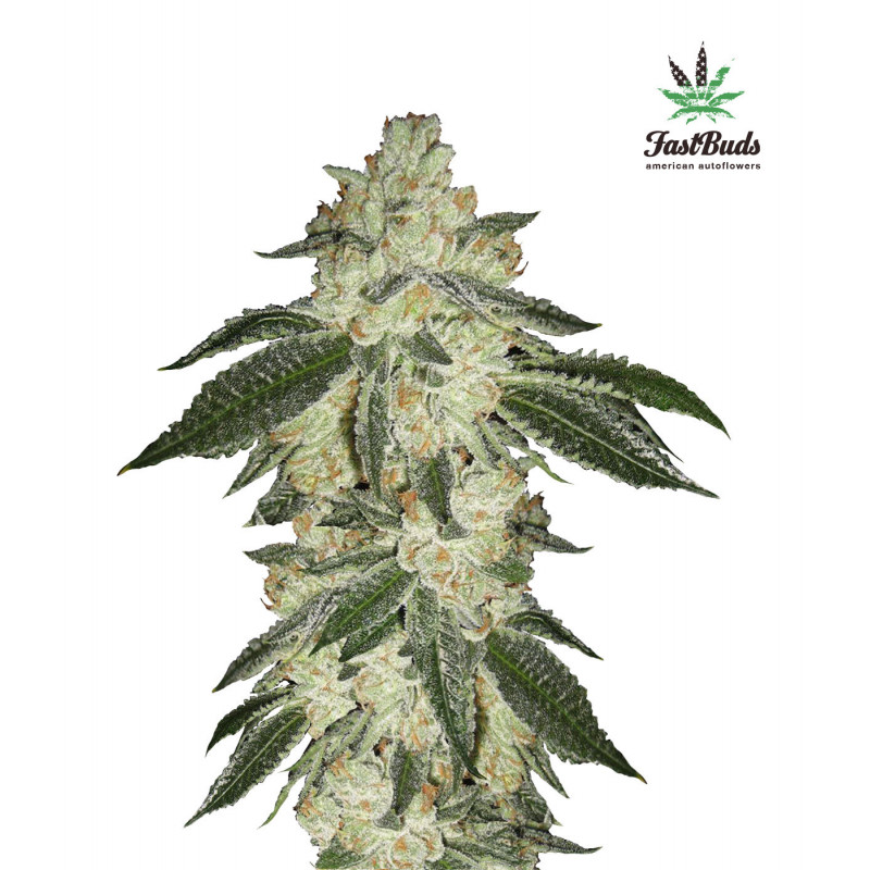 Green Crack - Autofloraison - FastBuds Green Crack - Autofloraison - FastBuds
