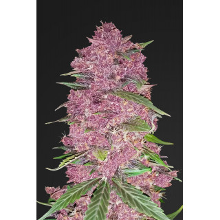 Purple Lemonade - Autofloraison - FastBuds Purple Lemonade - Autofloraison - FastBuds