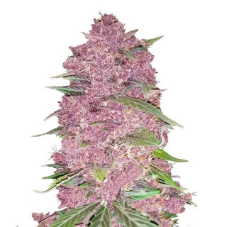 Purple Lemonade - Autofloraison - FastBuds Purple Lemonade - Autofloraison - FastBuds