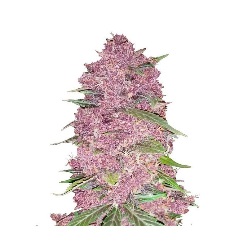 Purple Lemonade - Autofloraison - FastBuds Purple Lemonade - Autofloraison - FastBuds