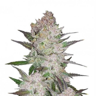 Cream Cookies - Autofloraison - FastBuds