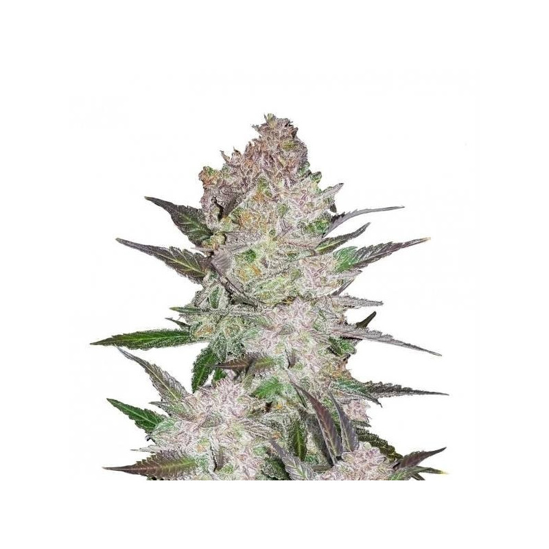 Cream Cookies - Autofloraison - FastBuds