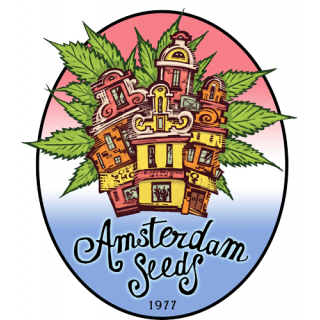 White widow amsterdam seeds