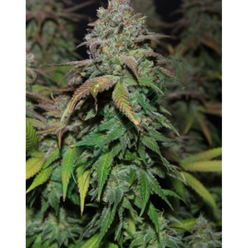 Iced grapefruit female seeds féminisée Iced grapefruit female seeds féminisée