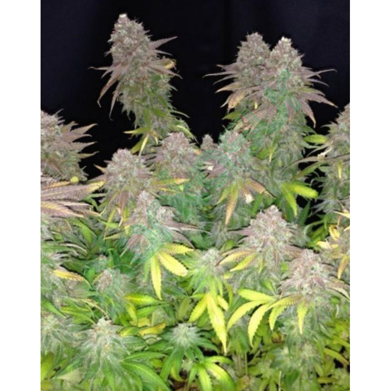 Iced grapefruit female seeds féminisée Iced grapefruit female seeds féminisée