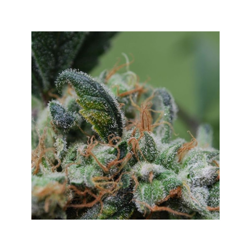 Blueberry cheesecake female seeds féminisée