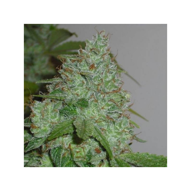 Chem OG female seeds féminisée