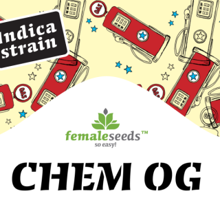 Chem OG female seeds féminisée Graines de Collection