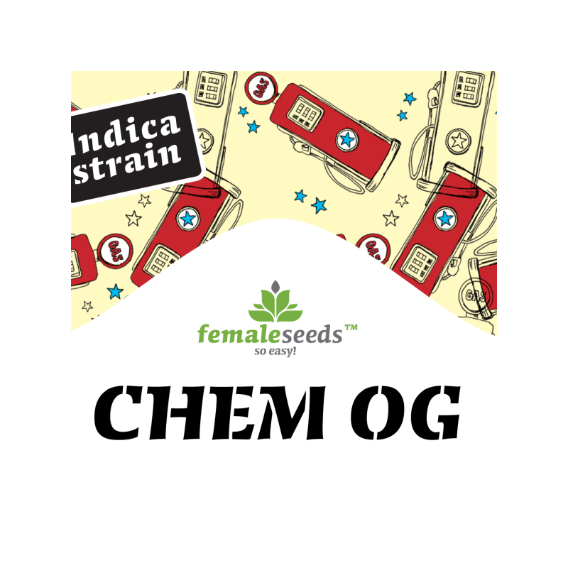 Chem OG female seeds féminisée Graines de Collection