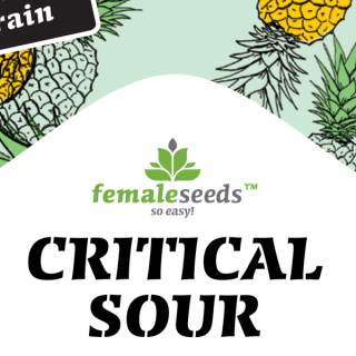 Critical sour female seeds féminisée Graines de Collection