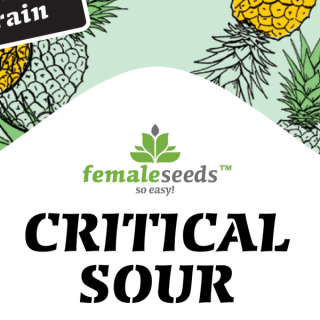 Critical sour female seeds féminisée