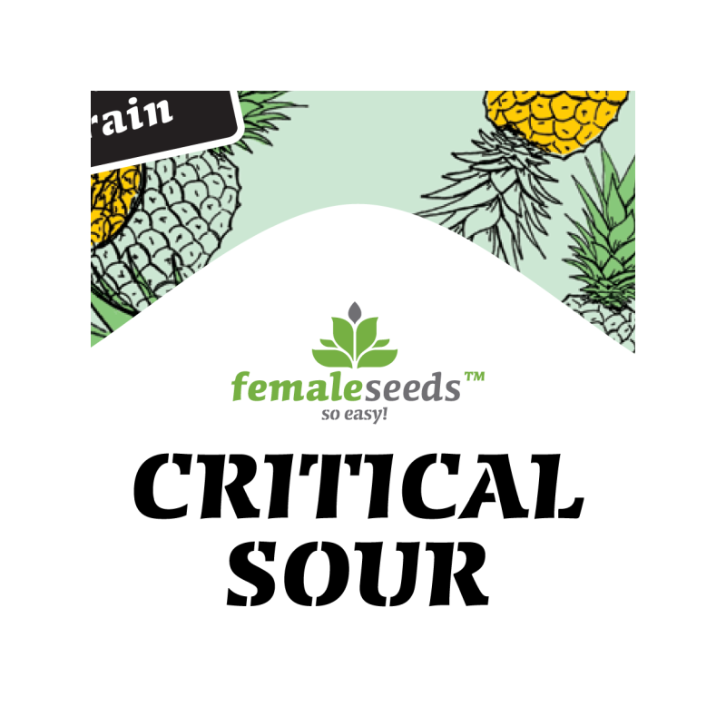 Critical sour female seeds féminisée