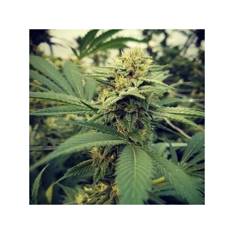 Critical sour female seeds féminisée