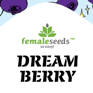 Dream berry female seeds féminisée Graines de Collection