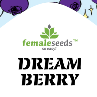 Dream berry female seeds féminisée