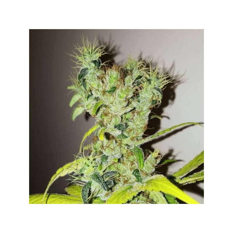 Dream berry female seeds féminisée