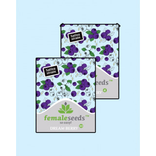 Dream berry female seeds féminisée