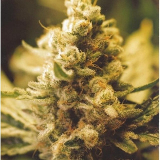 Lemon kush féminisée female seeds