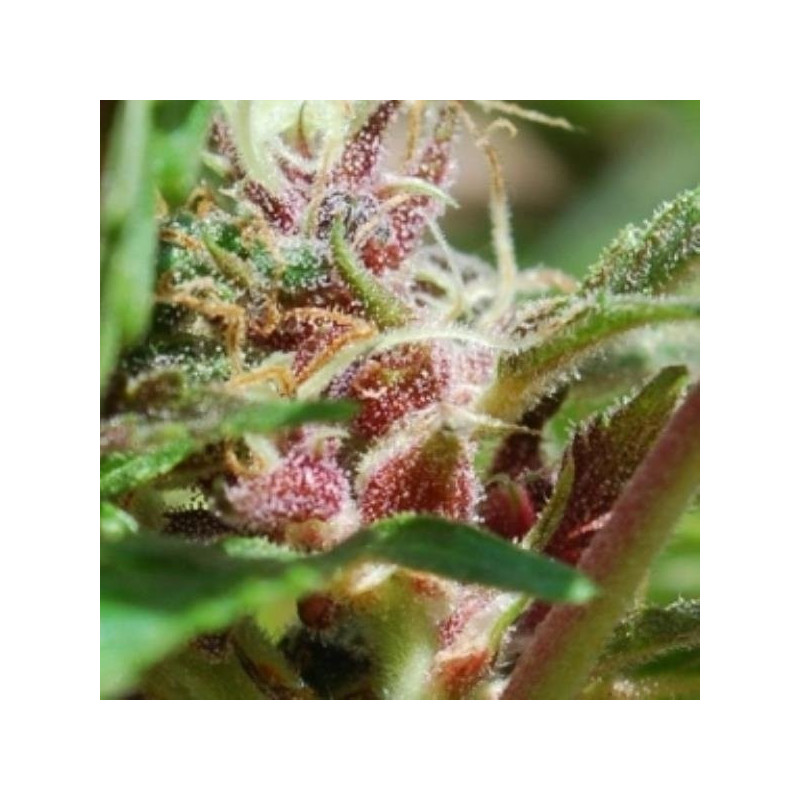 Red purps female seeds féminisée