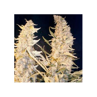 Skunk special féminisée female seeds