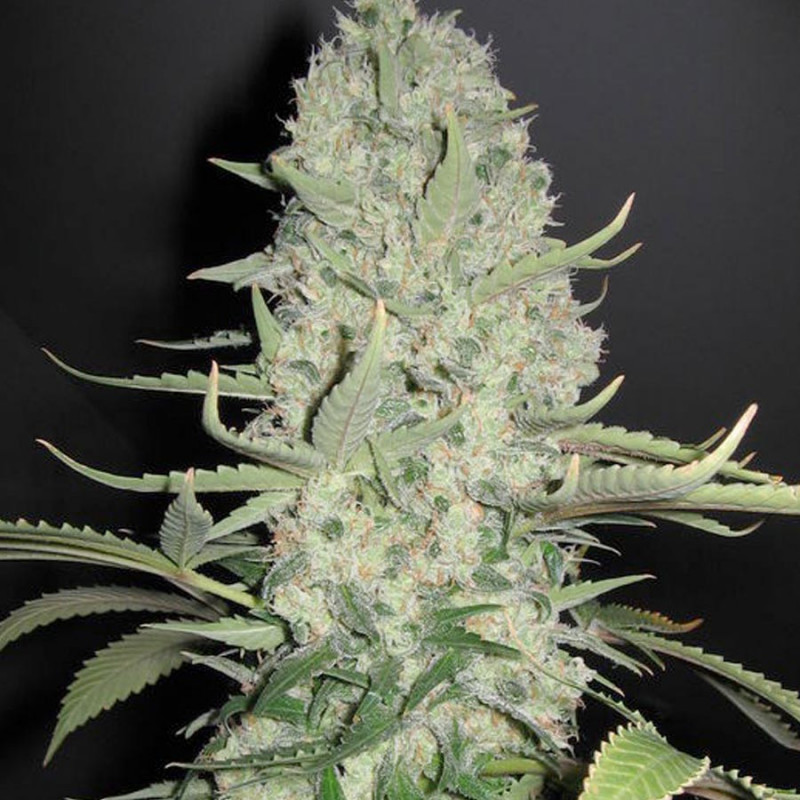 White widow x big bud female seeds féminisée