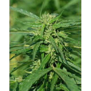 Terra Italia CBD - Féminisée - Female Seeds - Graines de Collection