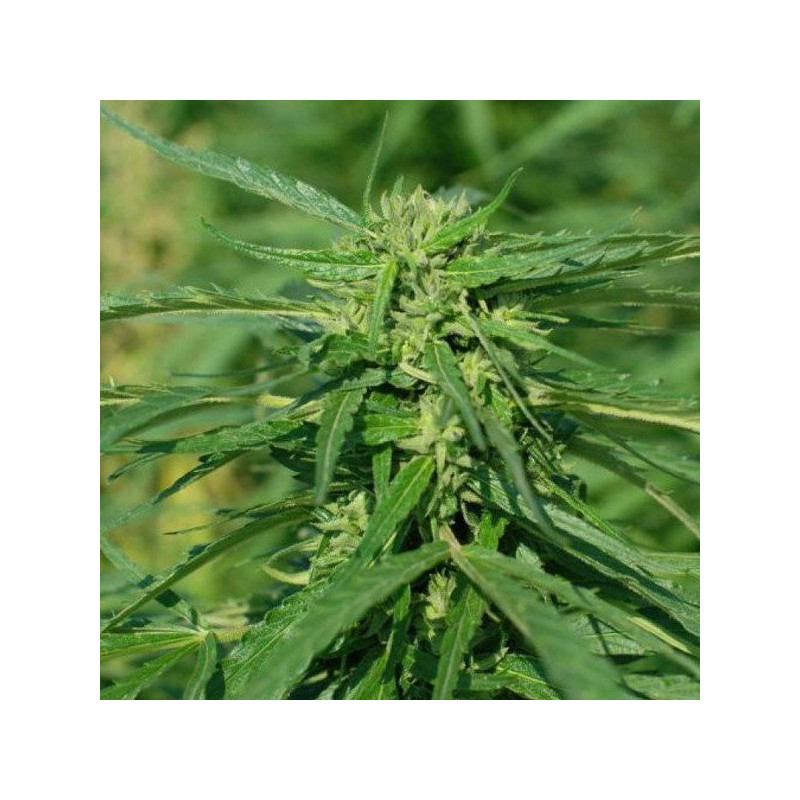 Terra Italia CBD - Féminisée - Female Seeds - Graines de Collection