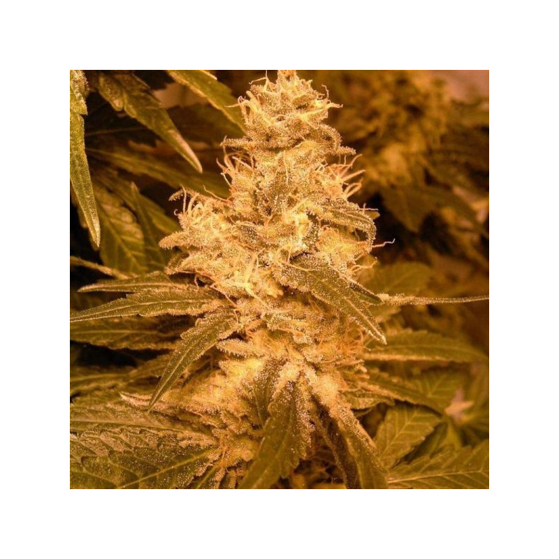 Auto kush female seeds féminisée