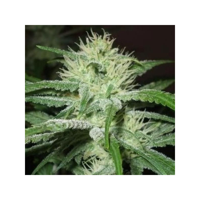 Auto speed bud female seeds féminisée