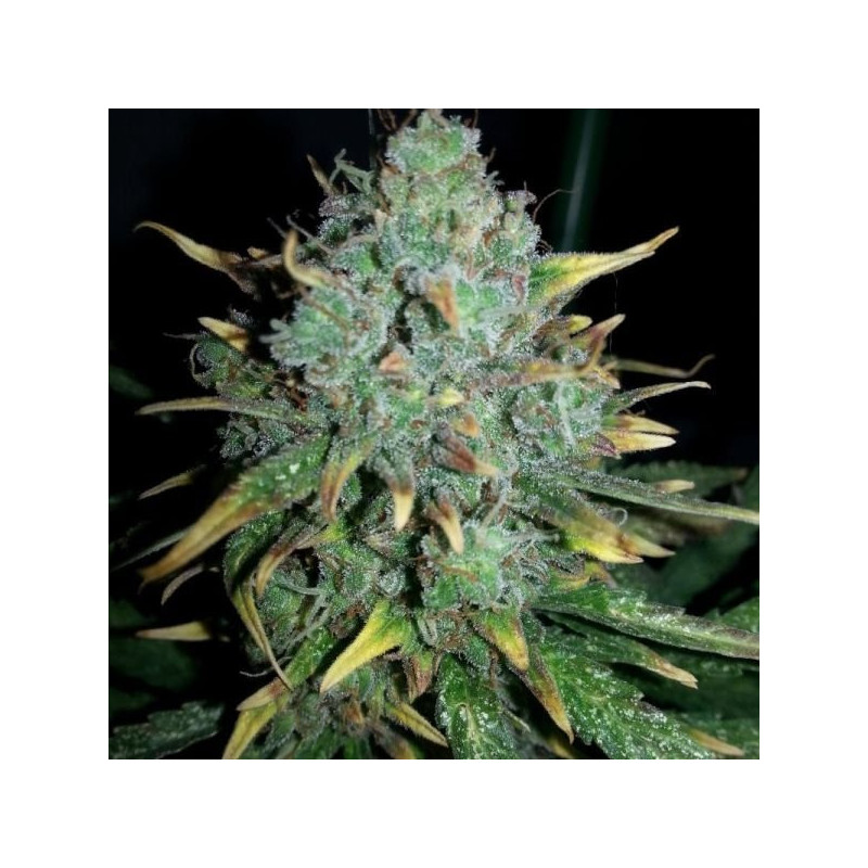 Auto white widow x big bud female seeds féminisée