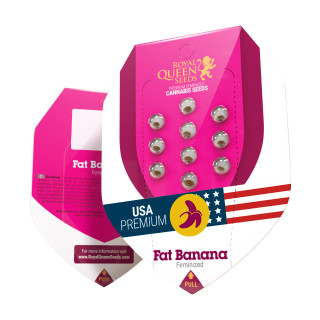 Fat banana féminisée royal queen seeds